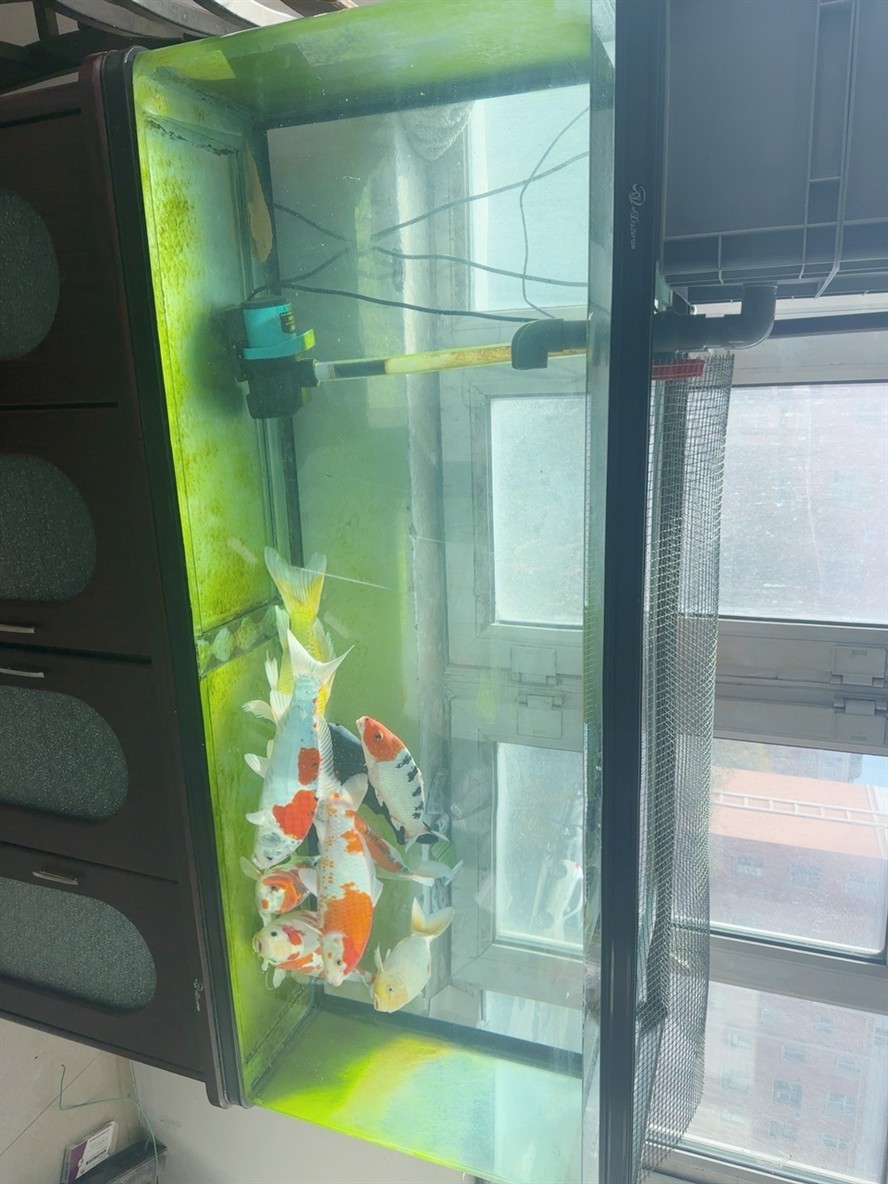 魚缸過濾器選購指南:自制魚缸過濾器魚缸上置過濾器對于養(yǎng)魚愛好者的必備知識 便宜處理大尺寸錦鯉,德系秋翠,每條都是30-38公分,自己養(yǎng)著玩的,不是魚商,單個50一條,打包400全帶走,一共九條,再送三條清道夫女王10公分以上。 龍魚論壇 便宜處理大尺寸錦鯉,德系秋翠,每條都是30-38公分,自己養(yǎng)著玩的,不是魚商,單個50一條,打包400全帶走,一共九條,再送三條清道夫女王10公分以上。 便宜處理大尺寸錦鯉,德系秋翠,每條都是30-38公分,自己養(yǎng)著玩的,不是魚商,單個50一條,打包400全帶走,一共九條,再送三條清道夫女王10公分以上。 龍魚論壇