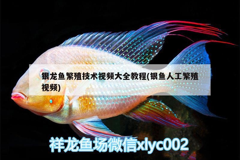 銀龍魚繁殖技術視頻大全教程(銀魚人工繁殖視頻)