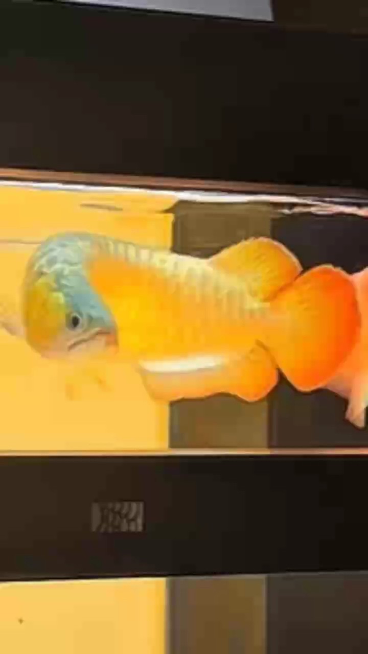 周末放松一下 龍魚論壇 第1張 周末放松一下 周末放松一下 龍魚論壇 第1張