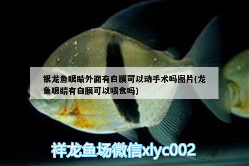 魚缸用增氧泵價(jià)格是多少:魚缸增氧機(jī)-xtrac增氧機(jī)-xtrac增氧機(jī) 銀龍魚眼睛外面有白膜可以動(dòng)手術(shù)嗎圖片(龍魚眼睛有白膜可以喂食嗎) 銀龍魚百科 銀龍魚眼睛外面有白膜可以動(dòng)手術(shù)嗎圖片(龍魚眼睛有白膜可以喂食嗎) 銀龍魚眼睛外面有白膜可以動(dòng)手術(shù)嗎圖片(龍魚眼睛有白膜可以喂食嗎) 銀龍魚百科