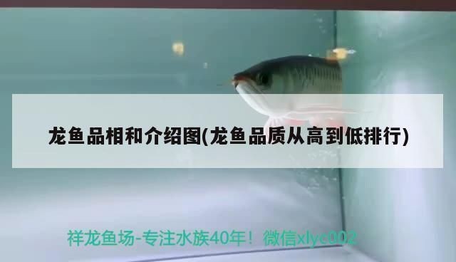 龍魚品質從高到低vs祥龍魚場：祥龍魚場口碑如何龍魚養殖技術要點龍魚養殖技術要點