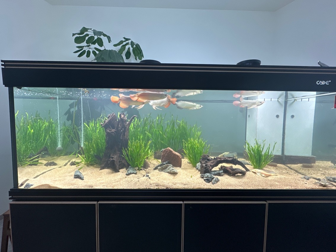 我的虎魚真菌感染了要怎么處理 五龍混養加種草 龍魚論壇 五龍混養加種草 五龍混養加種草 龍魚論壇