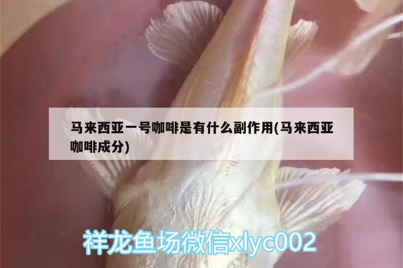 馬來西亞一號咖啡是有什么副作用(馬來西亞咖啡成分) 馬來西亞一號咖啡是有什么副作用(馬來西亞咖啡成分) 馬來西亞咖啡