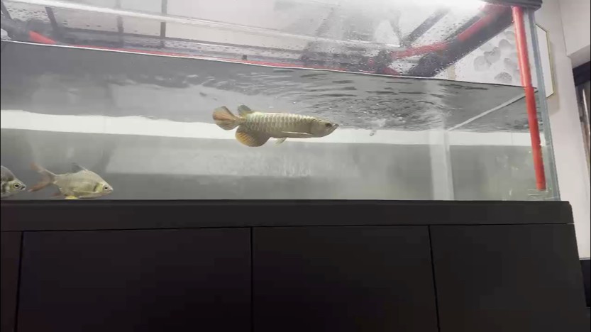 狀態可以 狀態可以 龍魚論壇