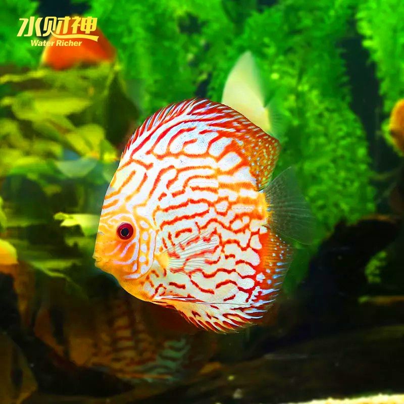 互動性高的觀賞魚品種排名（互動性高的觀賞魚品種排名及種類）
