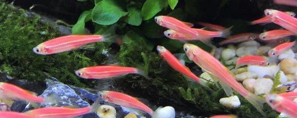 互動性高的觀賞魚品種排名（互動性高的觀賞魚品種排名及種類）