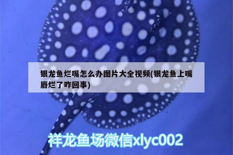 銀龍魚爛嘴怎么辦圖片大全視頻(銀龍魚上嘴唇爛了咋回事) 銀龍魚爛嘴怎么辦圖片大全視頻(銀龍魚上嘴唇爛了咋回事) 銀龍魚百科