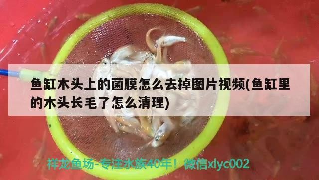 龍魚干蝦有營養(yǎng)嗎 魚缸木頭上的菌膜怎么去掉圖片視頻(魚缸里的木頭長毛了怎么清理) 金龍魚百科 魚缸木頭上的菌膜怎么去掉圖片視頻(魚缸里的木頭長毛了怎么清理) 魚缸木頭上的菌膜怎么去掉圖片視頻(魚缸里的木頭長毛了怎么清理) 金龍魚百科