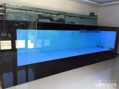 魟魚地缸：關于魟魚地缸的飼養方法
