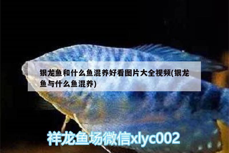 銀龍魚和什么魚混養好看圖片大全視頻(銀龍魚與什么魚混養) 銀龍魚和什么魚混養好看圖片大全視頻(銀龍魚與什么魚混養) 銀龍魚百科
