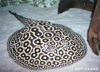 魟魚需要加溫嗎：魟魚需要加溫嗎[需手動填充][需手動填充]魚需要加溫嗎，魟魚需要加溫嗎