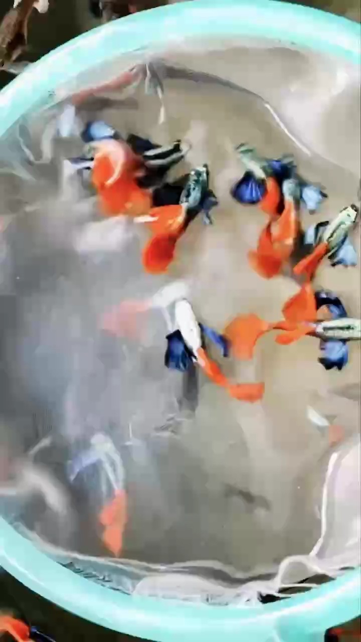 魚缸用增氧泵價格是多少:魚缸增氧機-xtrac增氧機-xtrac增氧機 白金象耳孔雀魚#孔雀魚 #稀有孔雀魚#高端孔雀魚 龍魚論壇 白金象耳孔雀魚#孔雀魚 #稀有孔雀魚#高端孔雀魚 白金象耳孔雀魚#孔雀魚 #稀有孔雀魚#高端孔雀魚 龍魚論壇