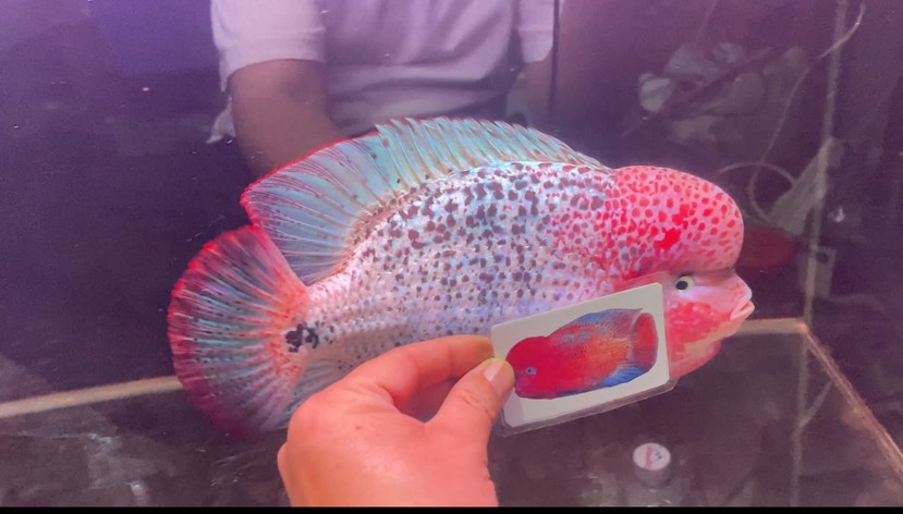 古典羅漢魚重血網紋淺交羅漢魚