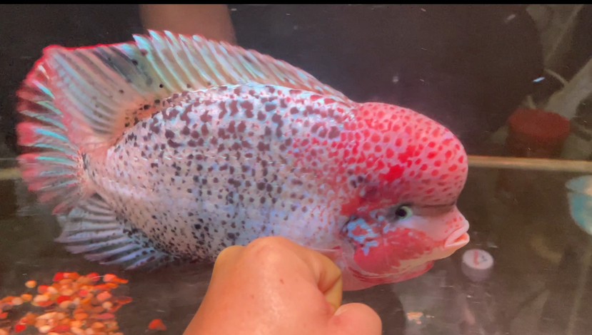 古典羅漢魚重血網紋淺交羅漢魚
