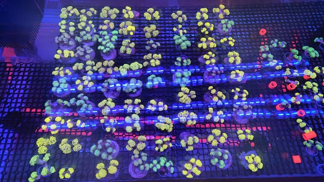 沙巴 印尼 大量現貨 沙巴 印尼 大量現貨 龍魚論壇 第1張