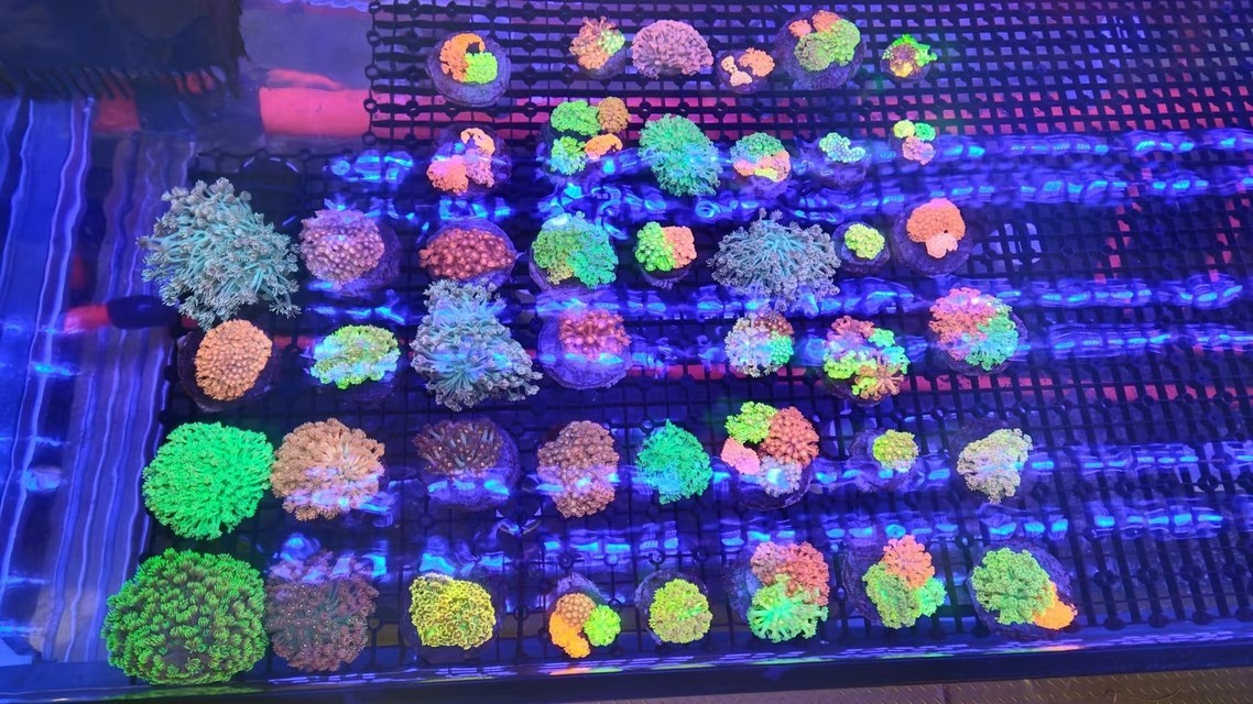沙巴 印尼 大量現貨 沙巴 印尼 大量現貨 龍魚論壇 第2張
