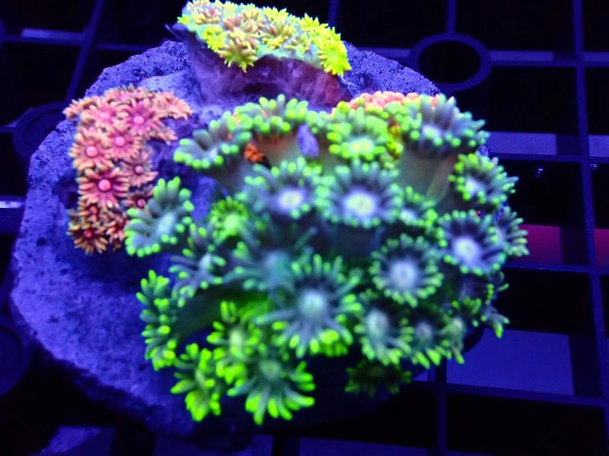沙巴 印尼 大量現貨 沙巴 印尼 大量現貨 龍魚論壇 第3張