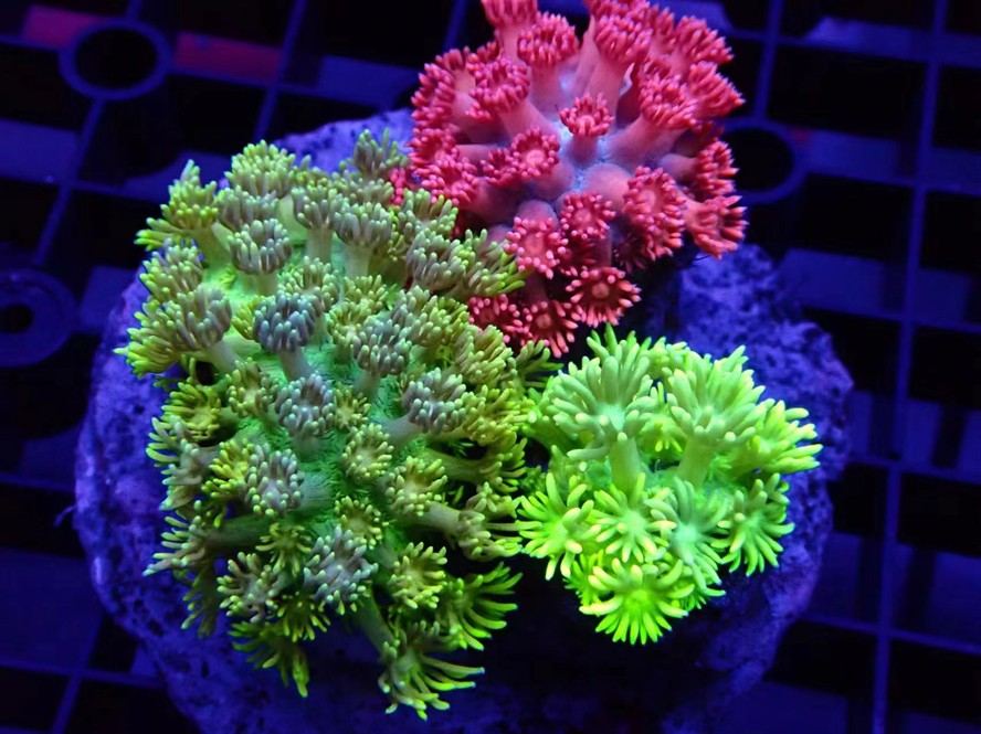沙巴 印尼 大量現貨 沙巴 印尼 大量現貨 龍魚論壇 第4張
