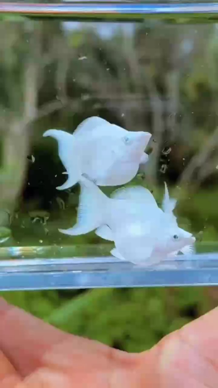 越南鉆石眼瑪麗球 瓷白瑪麗球大種魚#孔雀魚 #稀有孔雀魚#高端孔雀魚 越南鉆石眼瑪麗球 瓷白瑪麗球大種魚#孔雀魚 #稀有孔雀魚#高端孔雀魚 龍魚論壇