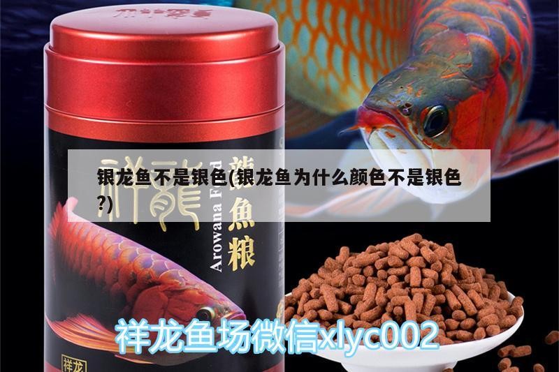 銀龍魚不是銀色(銀龍魚為什么顏色不是銀色?)