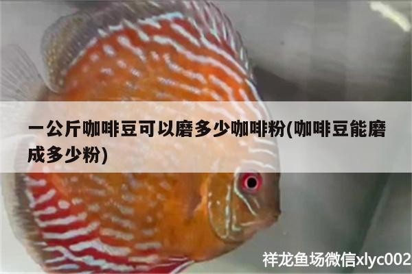 一公斤咖啡豆可以磨多少咖啡粉(咖啡豆能磨成多少粉) 一公斤咖啡豆可以磨多少咖啡粉(咖啡豆能磨成多少粉) 馬來西亞咖啡