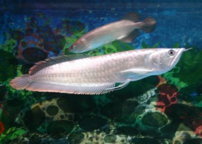 銀龍和印尼虎魚混養(yǎng)：銀龍魚和印尼虎魚可以混養(yǎng)但需要注意以下幾個關(guān)鍵點