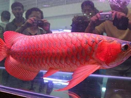印尼紅龍魚怎么養的好：印尼紅龍魚養殖需要關注和技巧，紅龍魚的飼養方法 印尼紅龍魚怎么養的好：印尼紅龍魚養殖需要關注和技巧，紅龍魚的飼養方法 紅龍魚百科 第4張