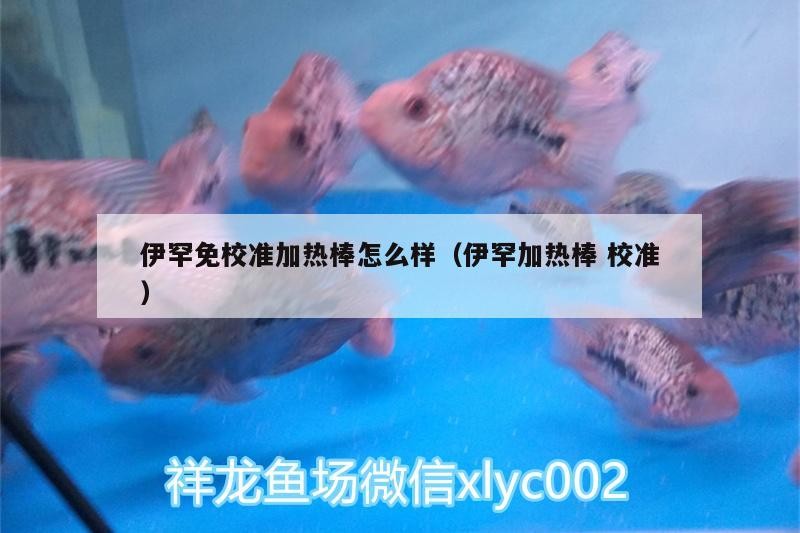 伊罕免校準加熱棒怎么樣（伊罕加熱棒校準） 伊罕免校準加熱棒怎么樣（伊罕加熱棒校準） 伊罕水族