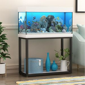 60魚缸多大尺寸合適：60厘米的魚缸適合養哪些魚