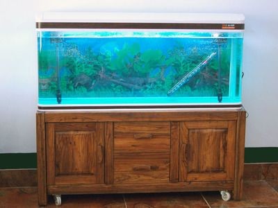 60魚缸多大尺寸合適：60厘米的魚缸適合養哪些魚