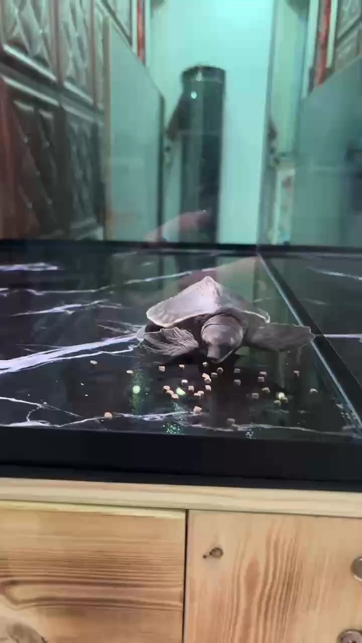 整個這玩意 整個這玩意 龍魚論壇 第1張