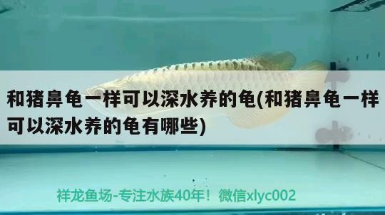 和豬鼻龜一樣可以深水養的龜(和豬鼻龜一樣可以深水養的龜有哪些) 和豬鼻龜一樣可以深水養的龜(和豬鼻龜一樣可以深水養的龜有哪些) 豬鼻龜百科