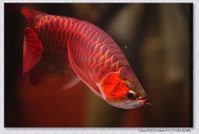 龍魚怕紅色：龍魚喜紅心理分析