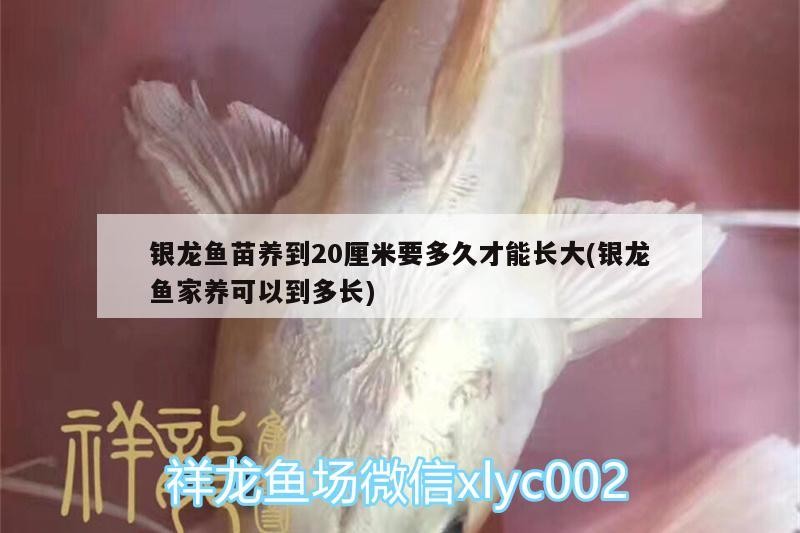 銀龍魚苗養(yǎng)到20厘米要多久才能長大(銀龍魚家養(yǎng)可以到多長) 銀龍魚苗養(yǎng)到20厘米要多久才能長大(銀龍魚家養(yǎng)可以到多長) 銀龍魚百科