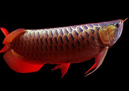 龍魚打架會死嗎為什么不吃東西vs祥龍魚場：龍魚不吃東西怎么辦