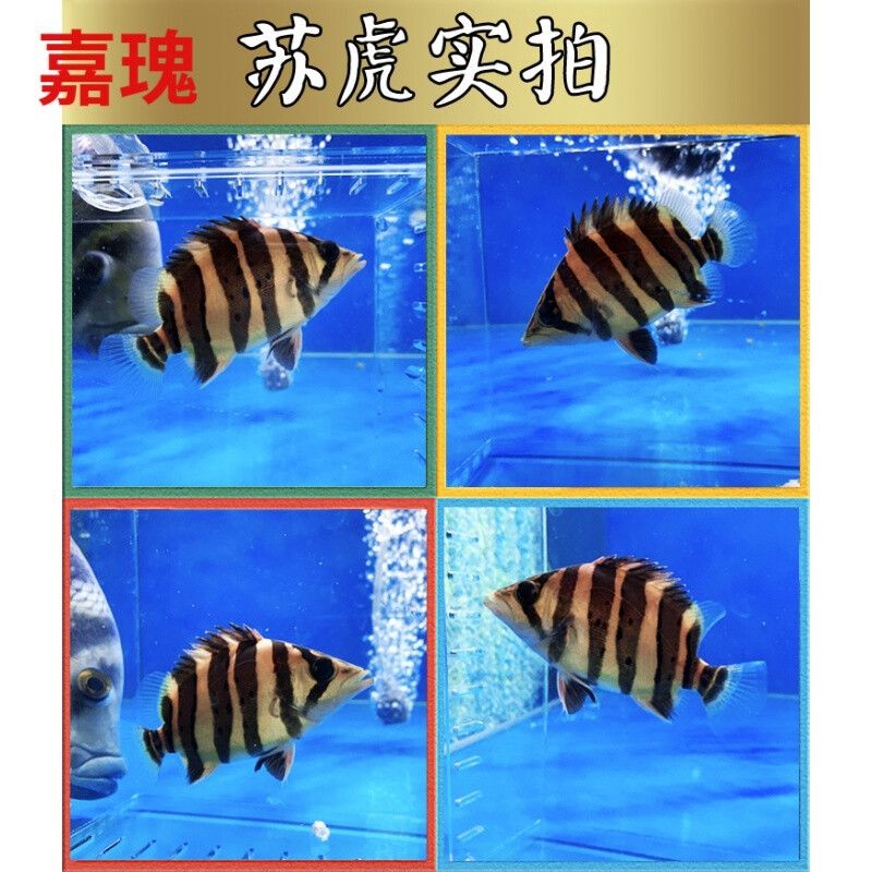 5cm虎魚苗喂什么好養活：如何喂養5cm的虎魚苗