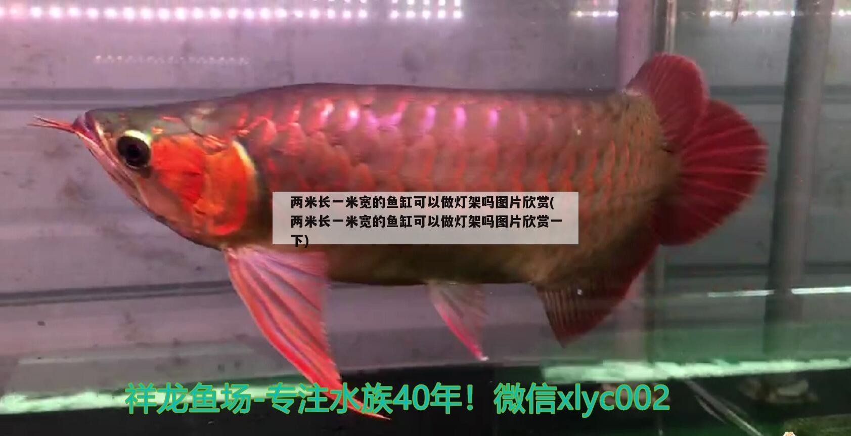 兩米長一米寬的魚缸可以做燈架嗎圖片欣賞(兩米長一米寬的魚缸可以做燈架嗎圖片欣賞一下)