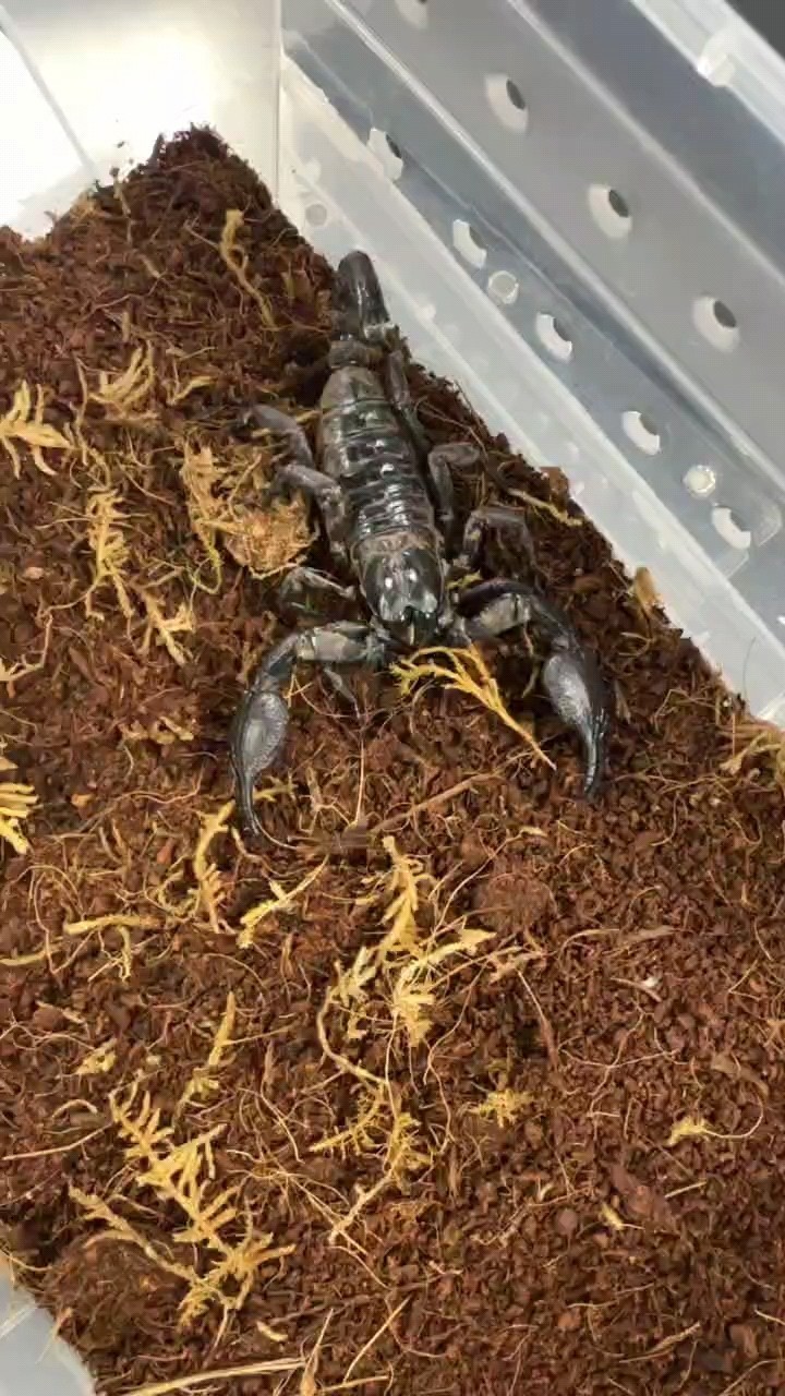 龍魚(yú)怕什么 雨林蝎喜歡的私 龍魚(yú)論壇 雨林蝎喜歡的私 雨林蝎喜歡的私 龍魚(yú)論壇
