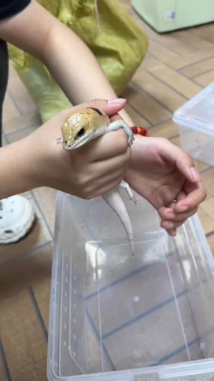 淚目石龍子蜥蜴，喜歡的私