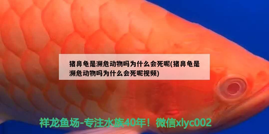 豬鼻龜是瀕危動物嗎為什么會死呢(豬鼻龜是瀕危動物嗎為什么會死呢視頻)