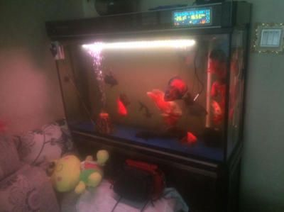 7s魚缸和,森森哪個好：7s魚缸和森森魚缸哪個更好，7s魚缸哪個更好