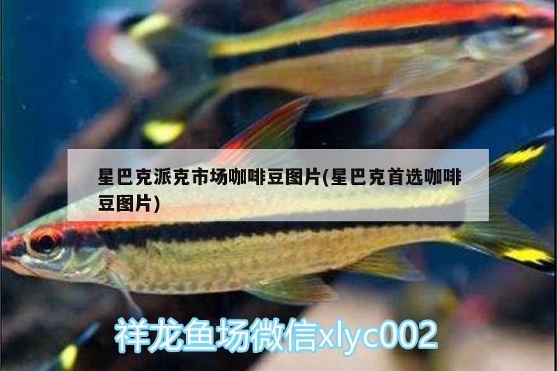 星巴克派克市場咖啡豆圖片(星巴克首選咖啡豆圖片)