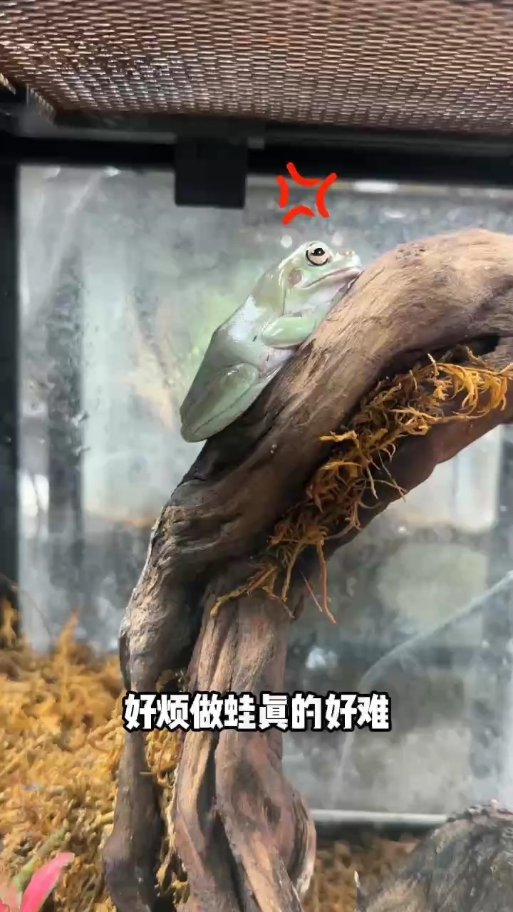 魚缸過濾器選購指南:自制魚缸過濾器魚缸上置過濾器對于養魚愛好者的必備知識 樹蛙低價出 龍魚論壇 樹蛙低價出 樹蛙低價出 龍魚論壇