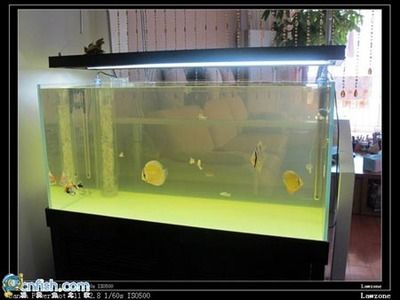 coco魚缸怎么樣：coco庭院定制coco魚缸怎么樣 coco魚缸怎么樣：coco庭院定制coco魚缸怎么樣 魚缸百科 第2張