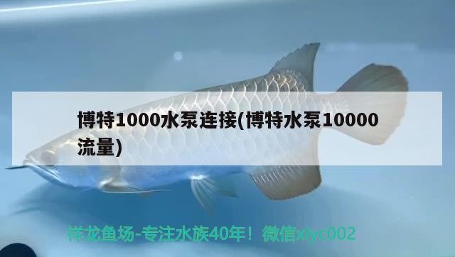 博特1000水泵連接(博特水泵10000流量)