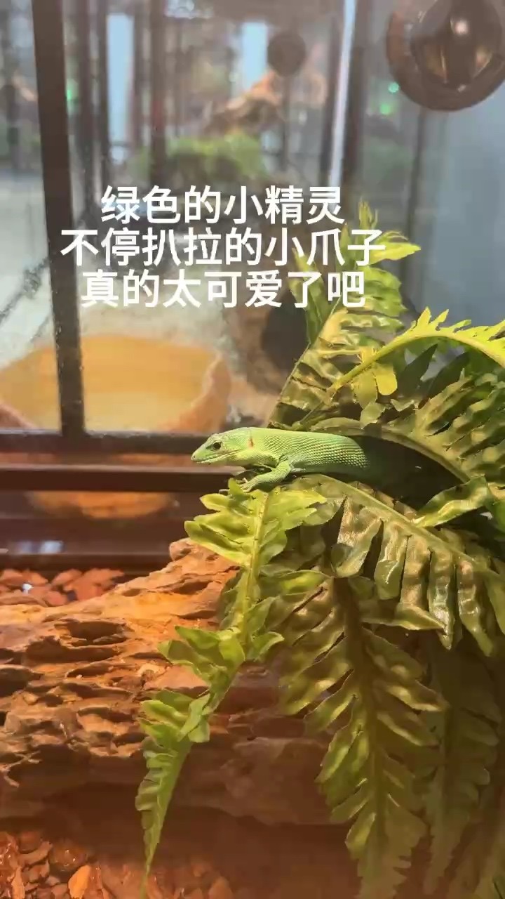 小蜥蜴