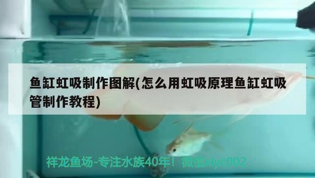清理魚缸魚怎么處理好看 清理魚缸魚怎么辦