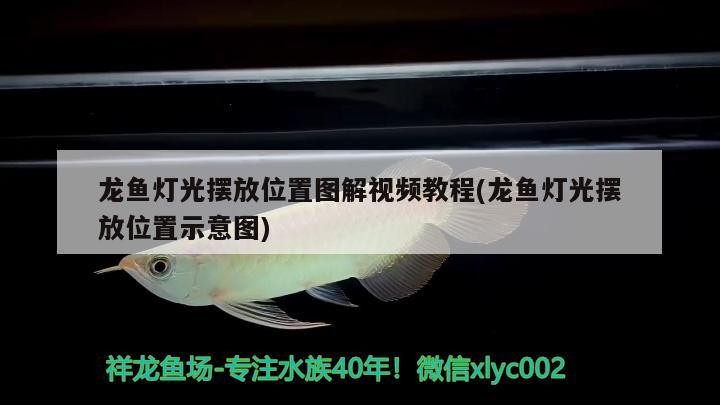 龍魚燈光擺放位置圖解視頻教程(龍魚燈光擺放位置示意圖)