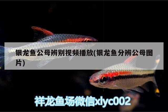 銀龍魚(yú)公母辨別視頻播放(銀龍魚(yú)分辨公母圖片)
