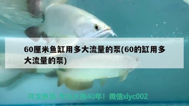 魚缸用增氧泵價格是多少:魚缸增氧機-xtrac增氧機-xtrac增氧機 60厘米魚缸用多大流量的泵(60的缸用多大流量的泵) 魚缸百科 60厘米魚缸用多大流量的泵(60的缸用多大流量的泵) 60厘米魚缸用多大流量的泵(60的缸用多大流量的泵) 魚缸百科